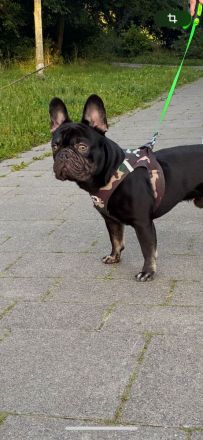 Französische Bulldogge "SCOOBY"