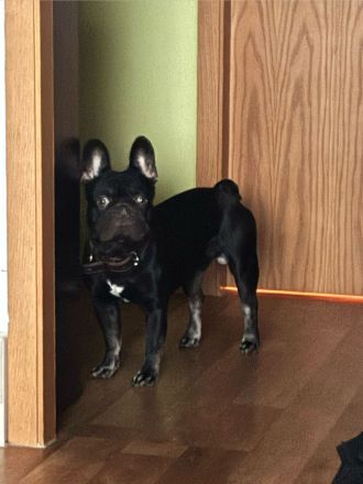 Französische Bulldogge "SCOOBY"
