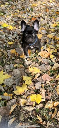 Französische Bulldogge "SCOOBY"