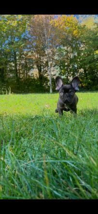 Französische Bulldogge "SCOOBY"