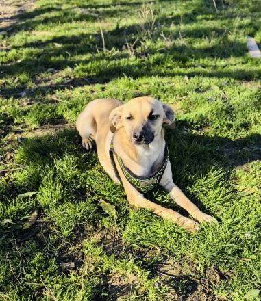 Pinschermix sucht ein Zuhause