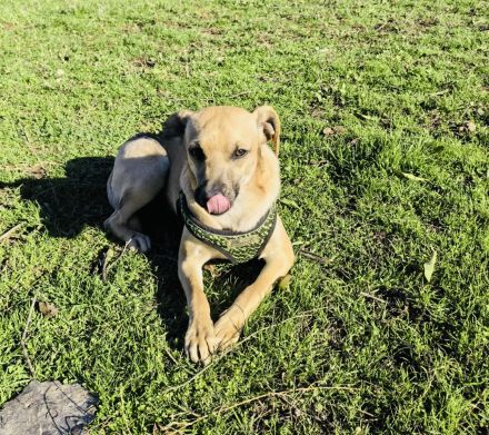 Pinschermix sucht ein Zuhause