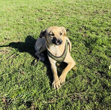 Pinschermix sucht ein Zuhause