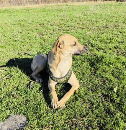 Pinschermix sucht ein Zuhause