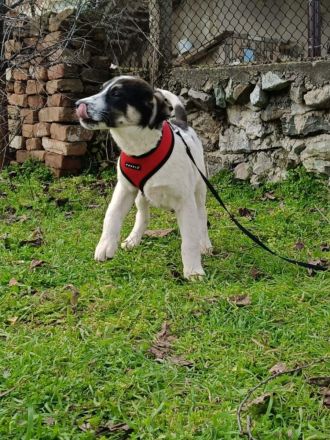 Marcy sucht ein Körbchen