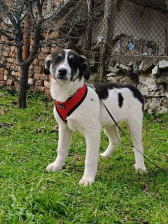 Marcy sucht ein Körbchen