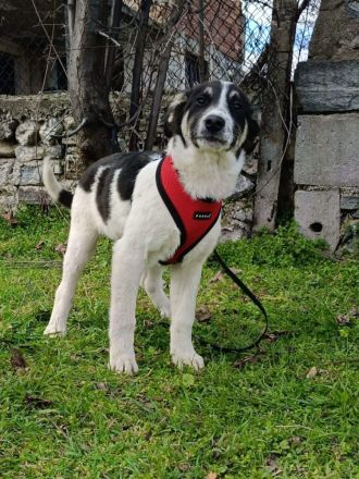 Marcy sucht ein Körbchen