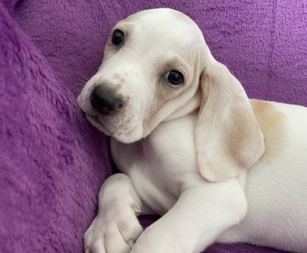 Porcelaine – puppy with PP