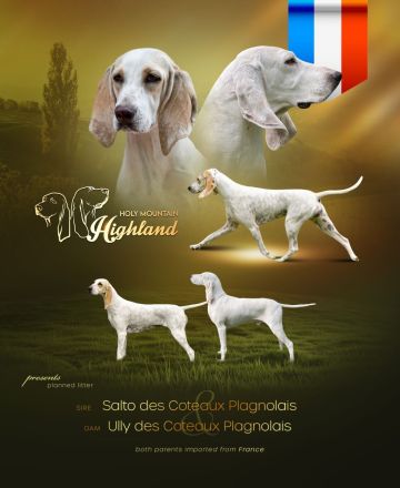 Porcelaine – puppy with PP