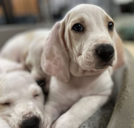 Porcelaine – puppy with PP