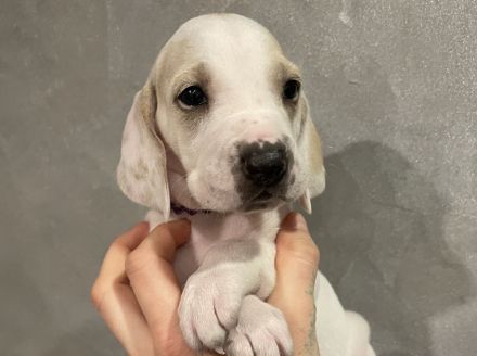 Porcelaine – puppy with PP