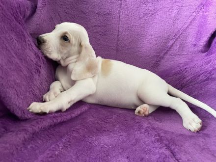 Porcelaine – puppy with PP