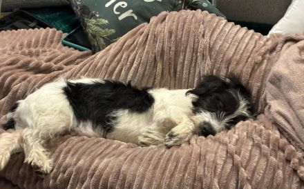 Zuhause gesucht für Malu