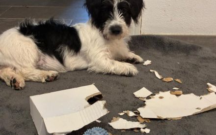 Zuhause gesucht für Malu