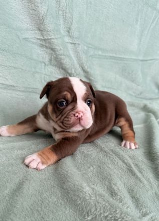 OEB Welpen suchen zuhause