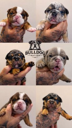 OEB Welpen suchen zuhause