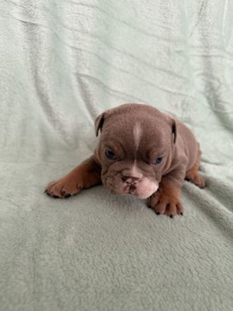 OEB Welpen suchen zuhause