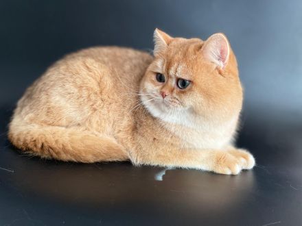 Bkh/BLH KITTEN REINRASSIG MIT STAMMBAUM