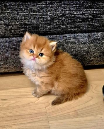 Bkh/BLH KITTEN REINRASSIG MIT STAMMBAUM