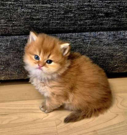 Bkh/BLH KITTEN REINRASSIG MIT STAMMBAUM