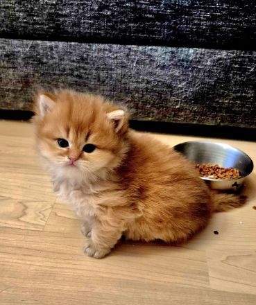 Bkh/BLH KITTEN REINRASSIG MIT STAMMBAUM