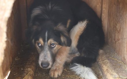 Liebevolle Schutzzone für Koa gesucht