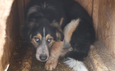 Liebevolle Schutzzone für Koa gesucht