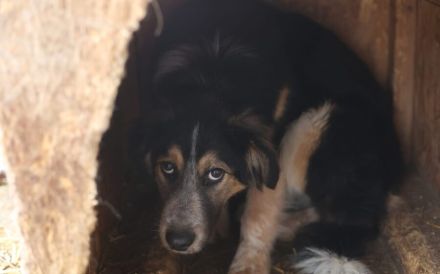 Liebevolle Schutzzone für Koa gesucht