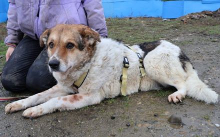 Freundliche und zugewandte Nicki sucht Familienanschluss