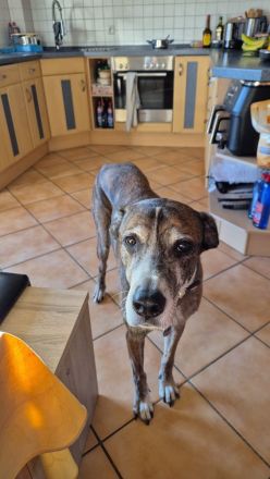 Nero - ein toller Freund fürs Leben!