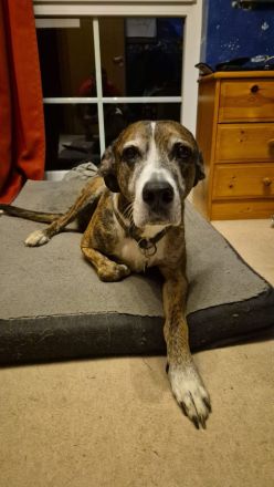 Nero - ein toller Freund fürs Leben!