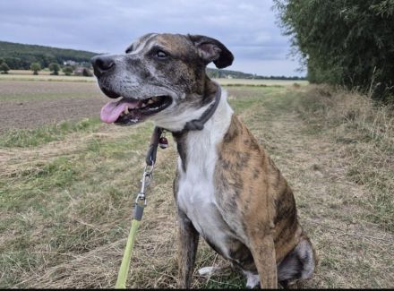 Nero - ein toller Freund fürs Leben!