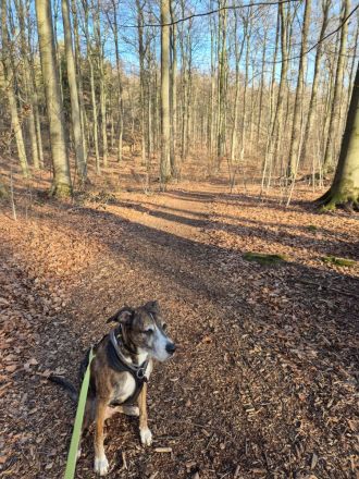 Nero - ein toller Freund fürs Leben!