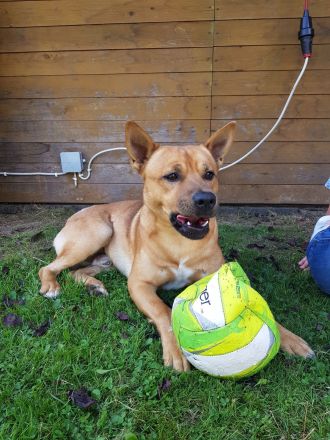 Sofort Auszugbereit! 18 Wochen alte OEB Mischling zu verkaufen