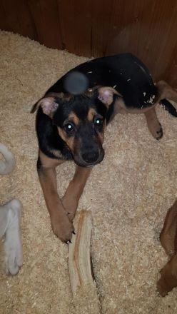 Sofort Auszugbereit! 18 Wochen alte OEB Mischling zu verkaufen