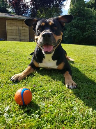 Sofort Auszugbereit! 18 Wochen alte OEB Mischling zu verkaufen