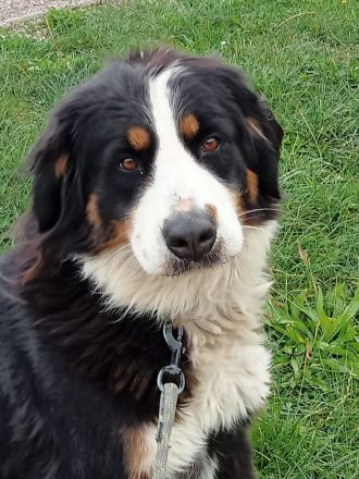 Berner Sennenhündin sucht liebevolles Zuhause