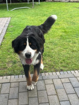 Berner Sennenhündin sucht liebevolles Zuhause