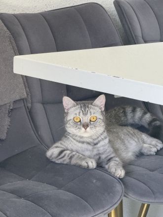 🐾 Britisch Kurzhaar Katze „Zoe“ (weiblich)