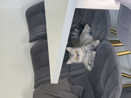 🐾 Britisch Kurzhaar Katze „Zoe“ (weiblich)