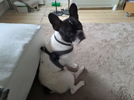 Verschmuster, aktiver POLDI möchte Ihr Herz erobern