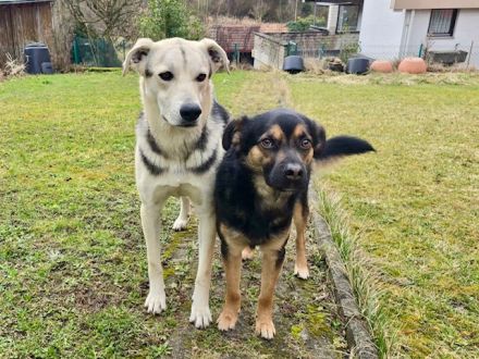 Traumhund Bonito sucht sein Zuhause