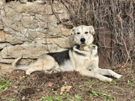 Traumhund Bonito sucht sein Zuhause
