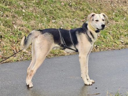 Traumhund Bonito sucht sein Zuhause