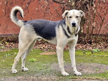 Traumhund Bonito sucht sein Zuhause