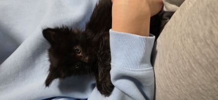 7 süße reinrassigen  Maine-coon Kitten Suchen ein neues Zuhause