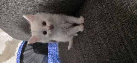 7 süße reinrassigen  Maine-coon Kitten Suchen ein neues Zuhause