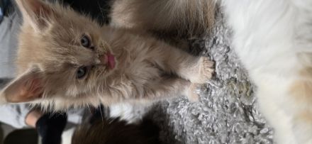 7 süße reinrassigen  Maine-coon Kitten Suchen ein neues Zuhause