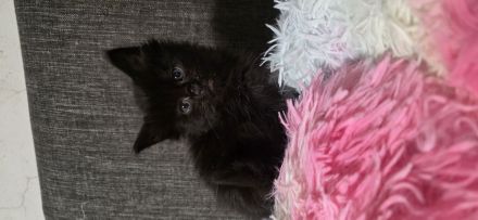 7 süße reinrassigen  Maine-coon Kitten Suchen ein neues Zuhause