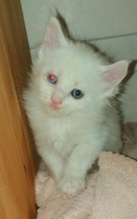 7 süße reinrassigen  Maine-coon Kitten Suchen ein neues Zuhause